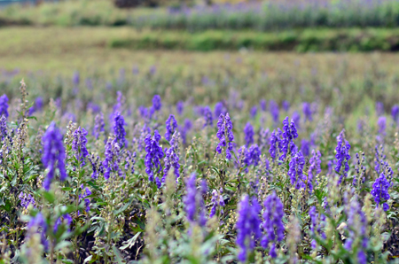 韦德网站官方入口附子基地喜迎丰收大季