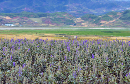 韦德网站官方入口附子基地喜迎丰收大季