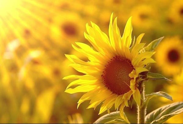 bevictor伟德官网 - 韦德官方网站